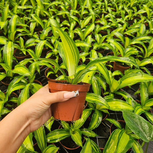 4” Dracaena Marley