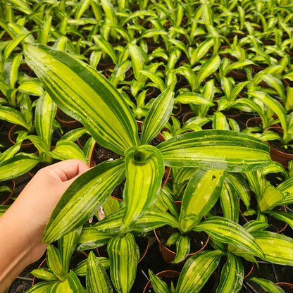 4” Dracaena Marley