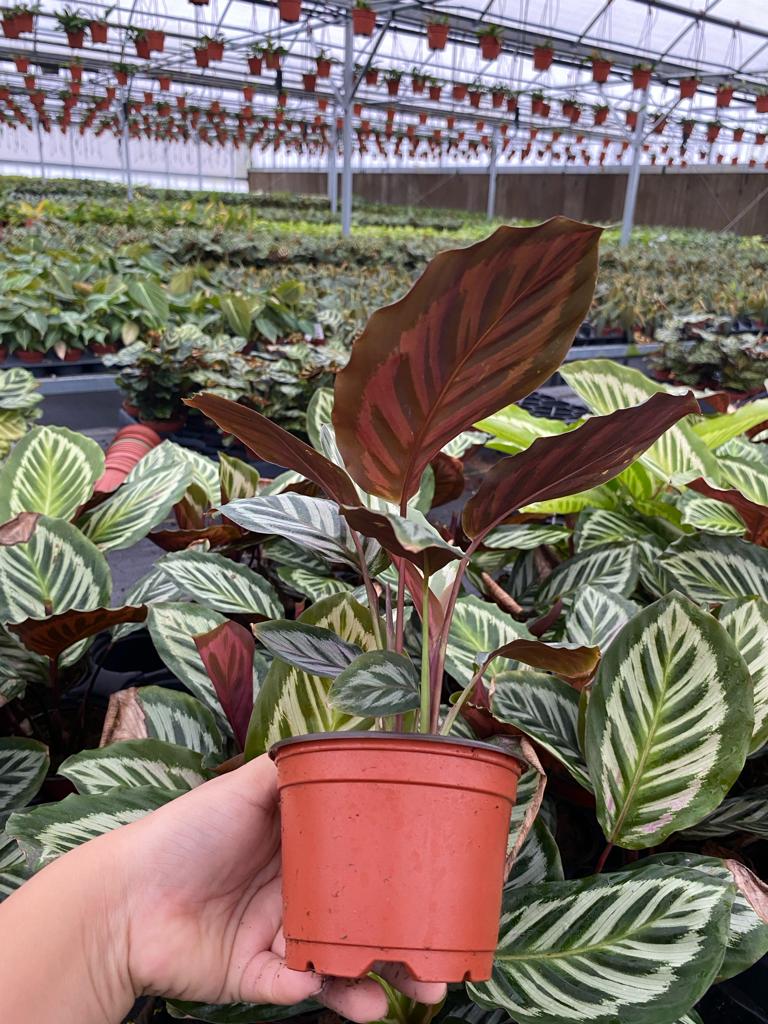 4" Calathea Cora