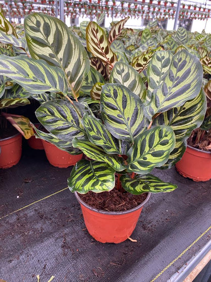 6” Calathea Makayona