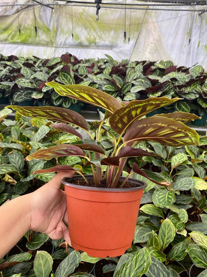 6” Calathea Flame Star