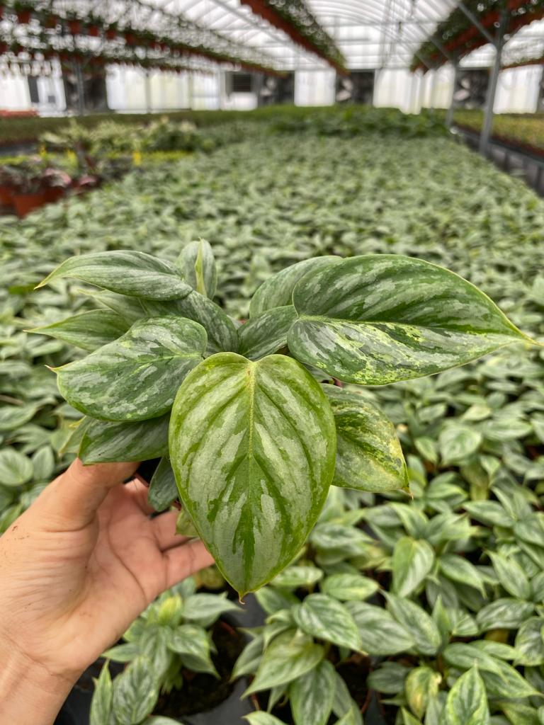4" Philodendron Sodiroi Variegated
