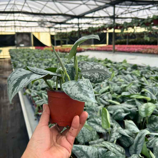 4” Scindapsus Exotica