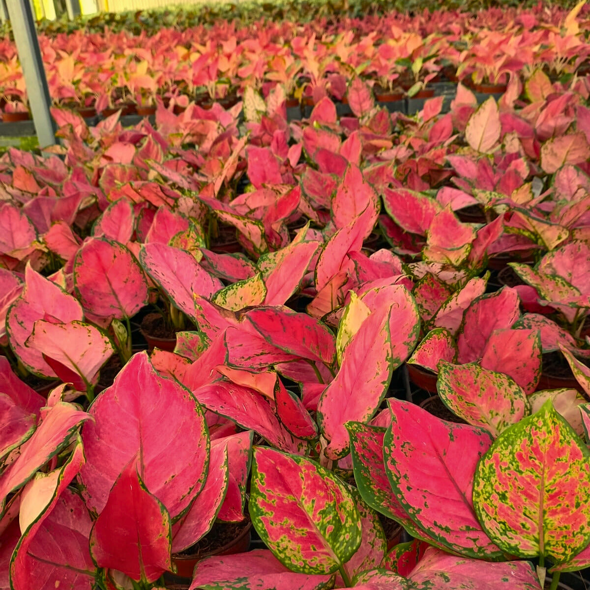 4" Aglaonema Cherry Red