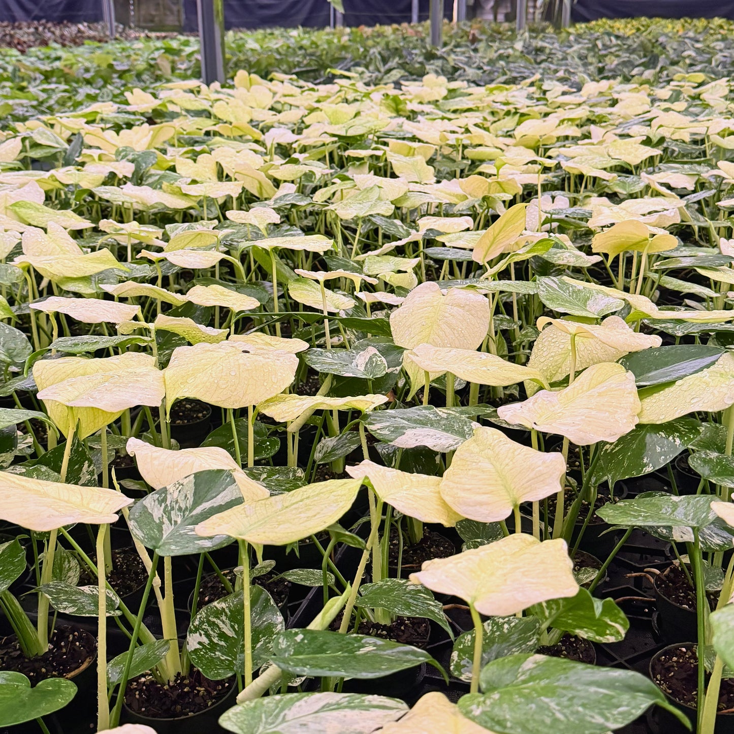3.5" Monstera White Monster (High Variegation)