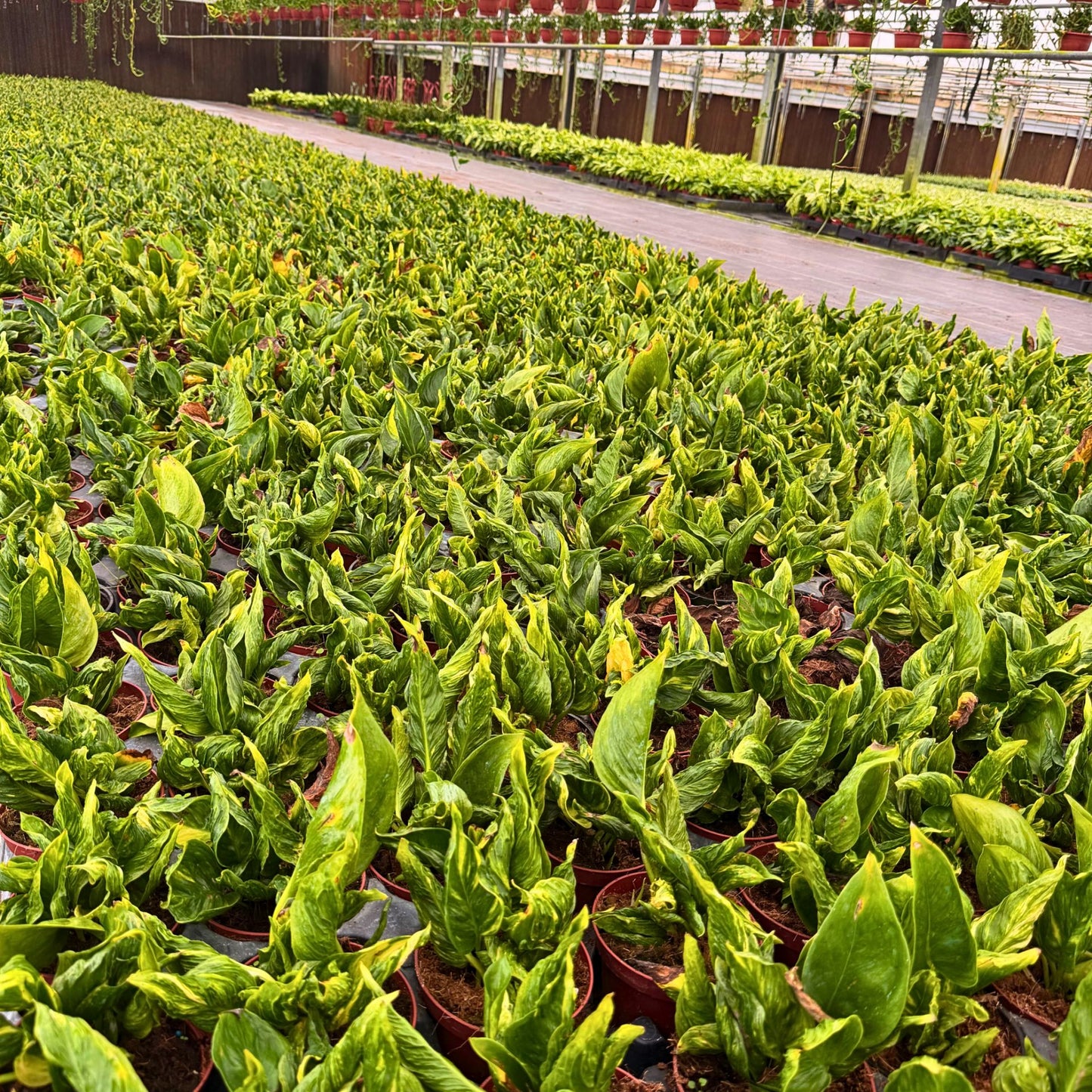 4” Epipremnum Shangri-La