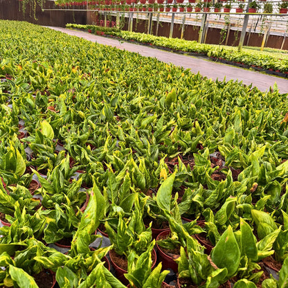 4” Epipremnum Shangri-La