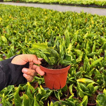 4” Epipremnum Shangri-La