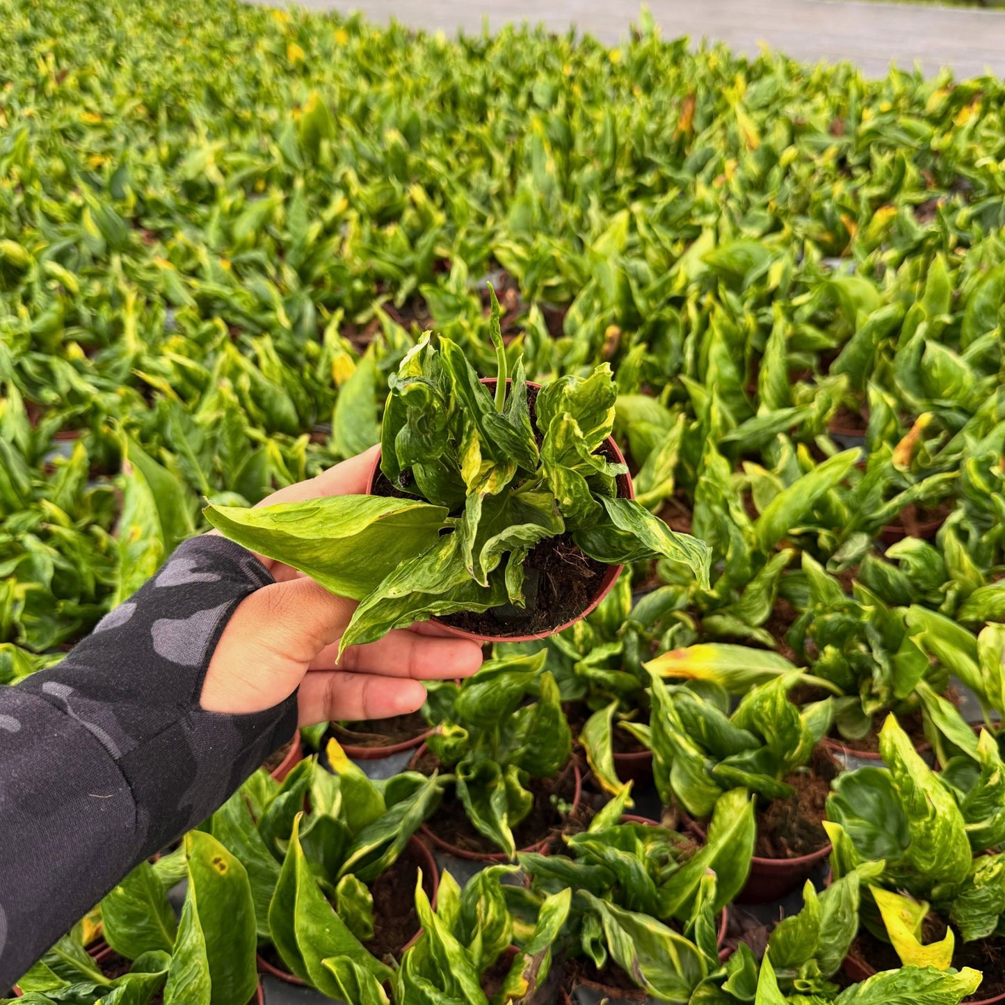 4” Epipremnum Shangri-La