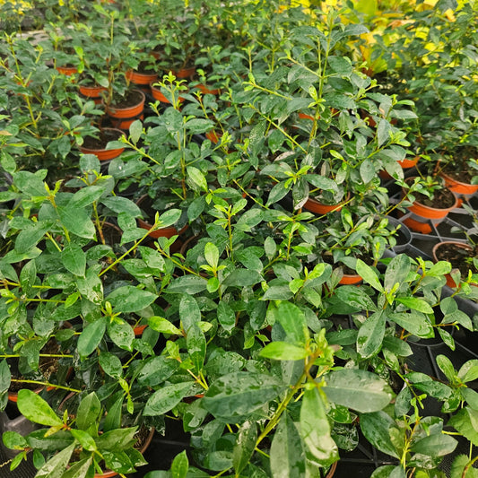 4” Eugenia Globulus