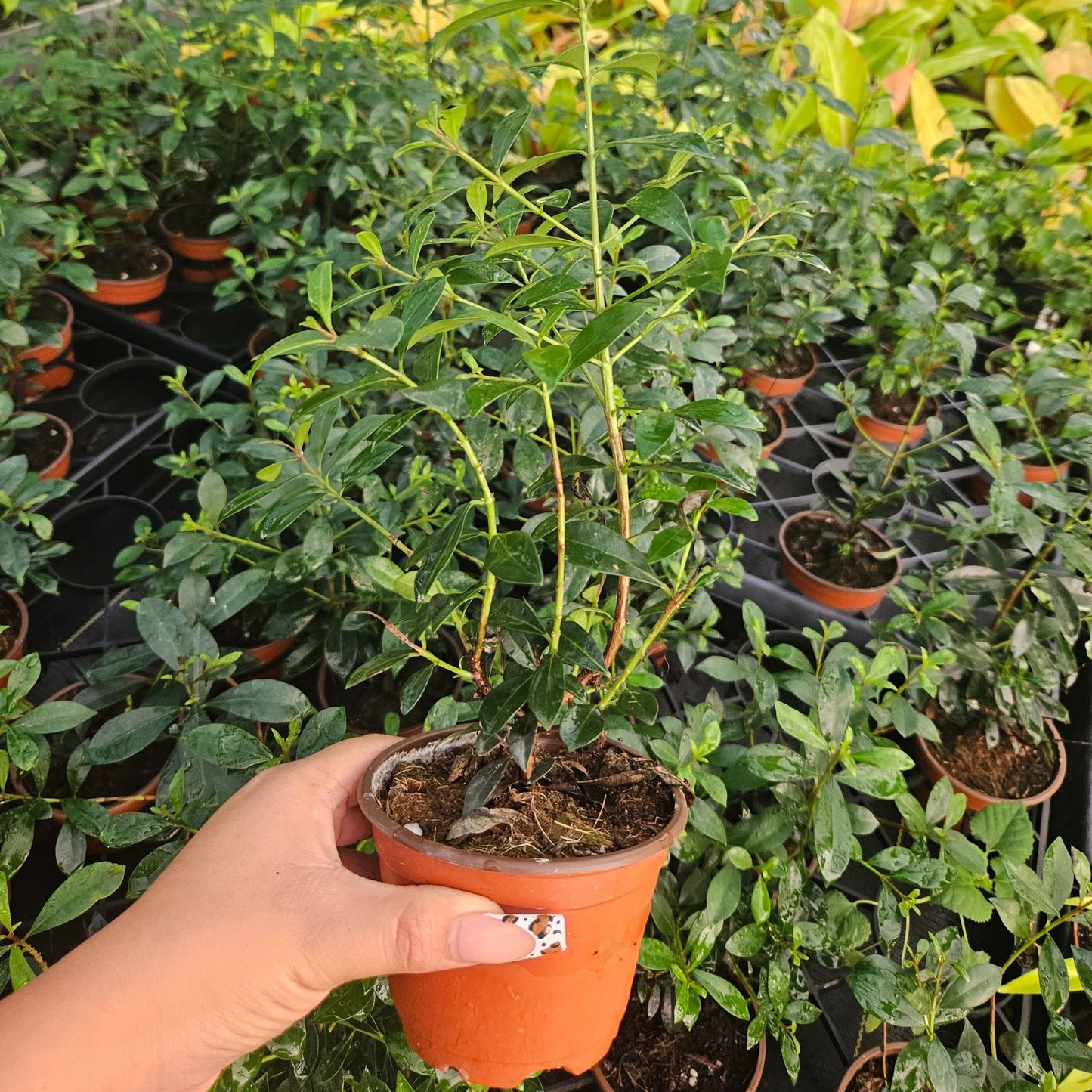 4” Eugenia Globulus