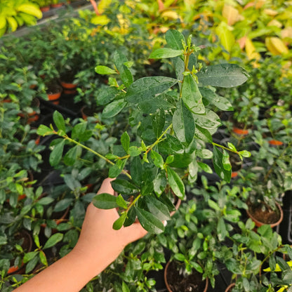 4” Eugenia Globulus