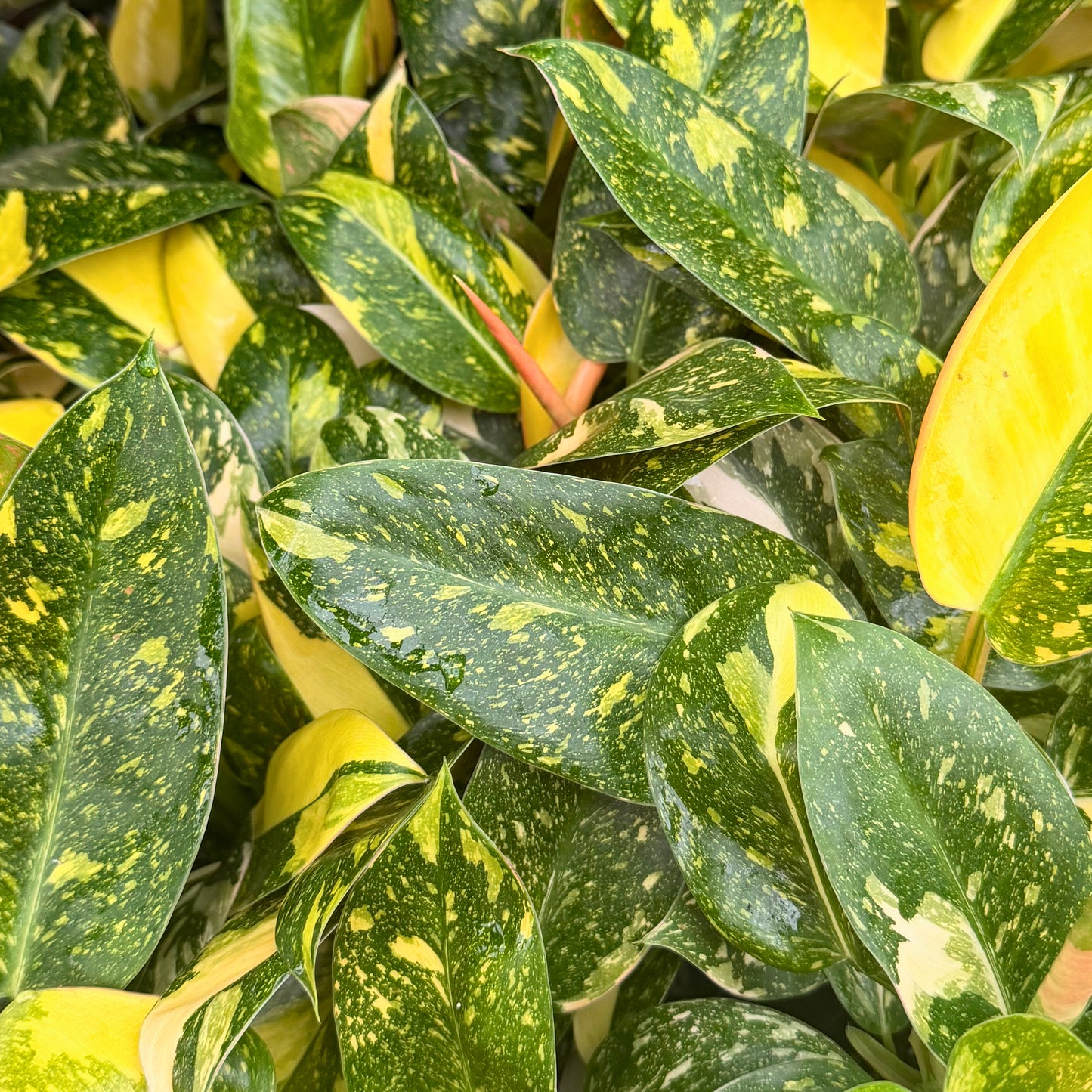 4" Philodendron Green Congo Varigated (High Variegation)