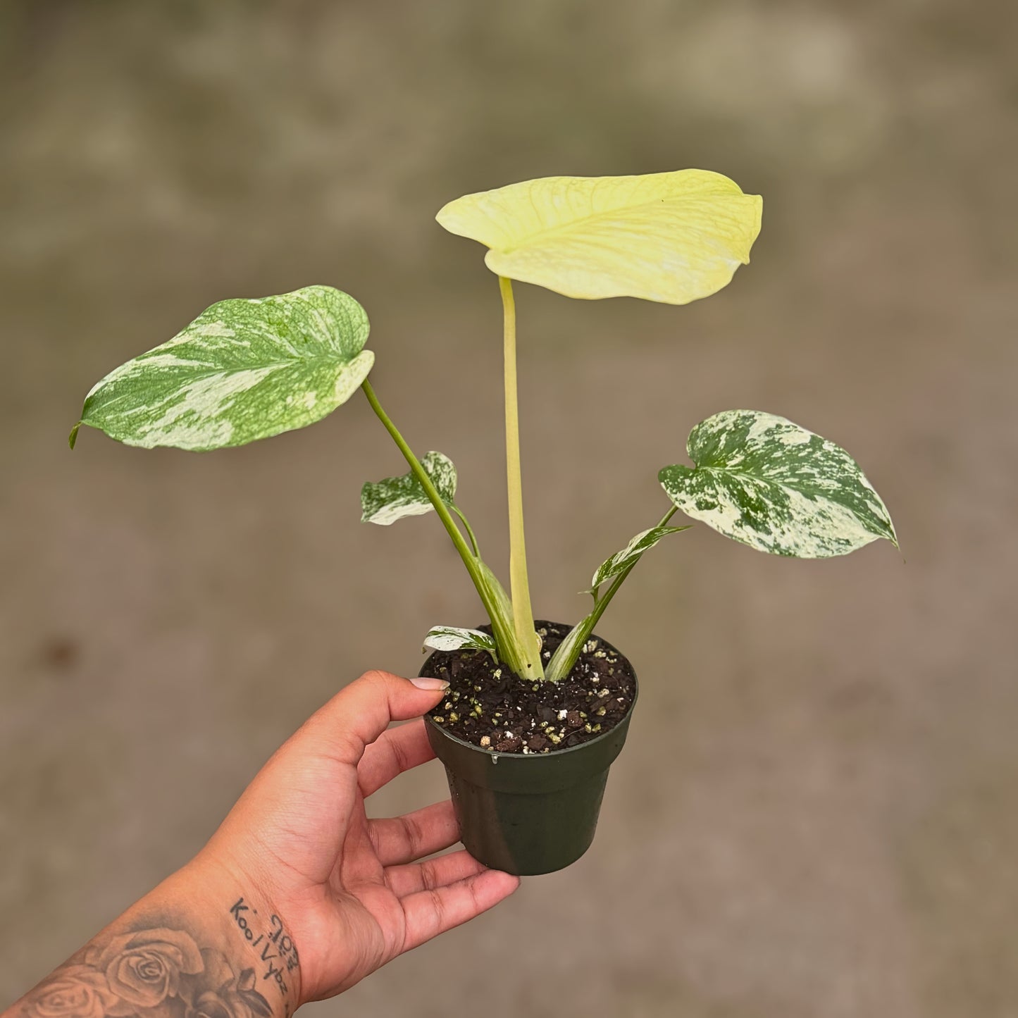 3.5" Monstera White Monster (High Variegation)