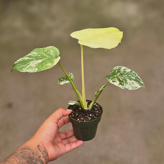 3.5" Monstera White Monster (High Variegation)