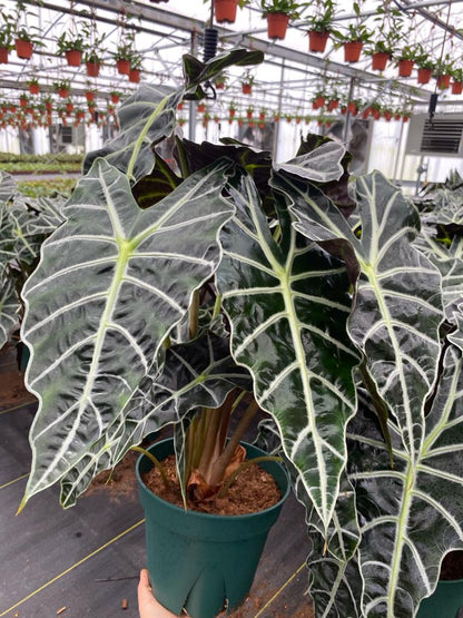 8” Alocasia Dwarf/ Polly