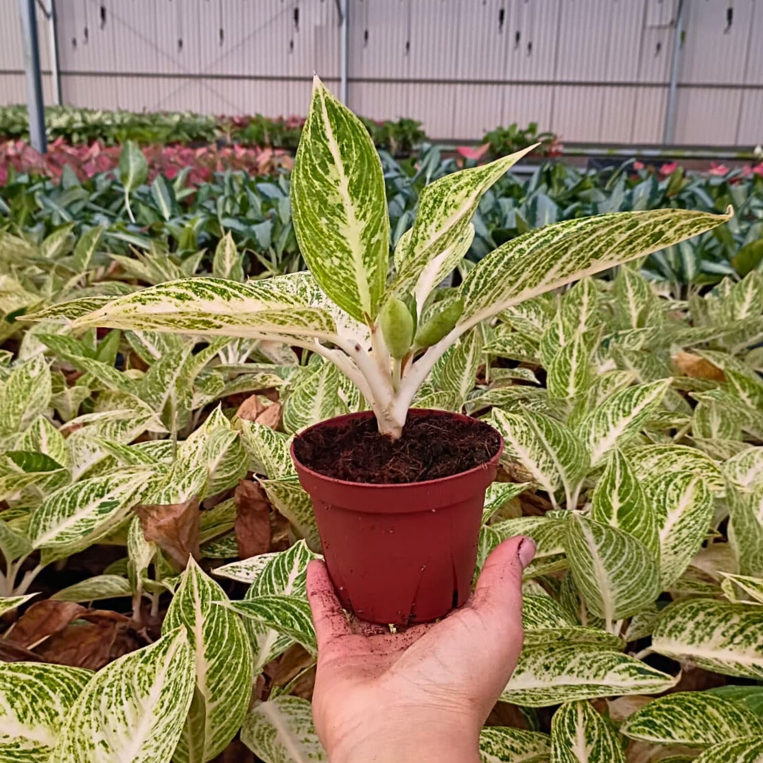4" Aglaonema Legacy White