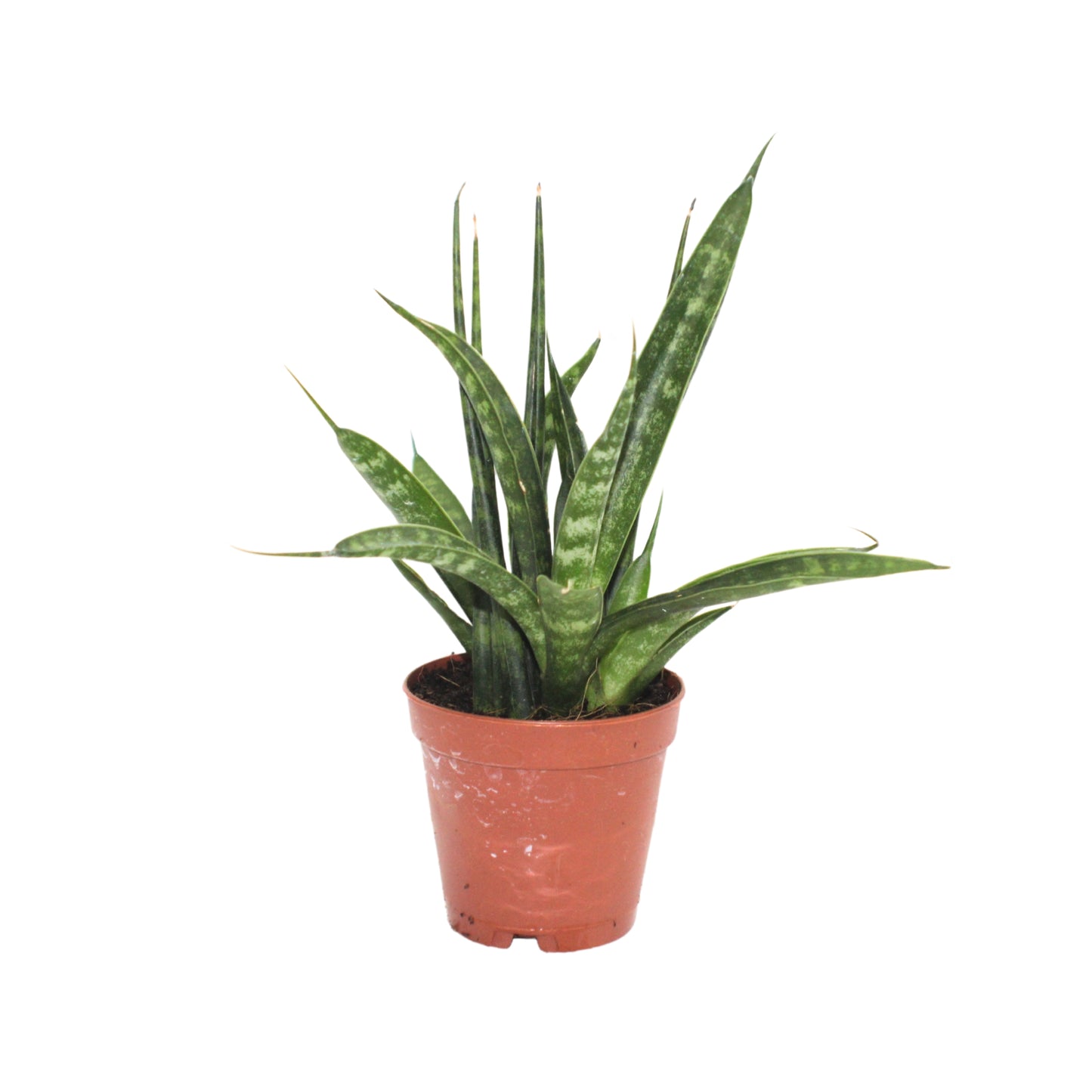 Sansevieria Fernwood