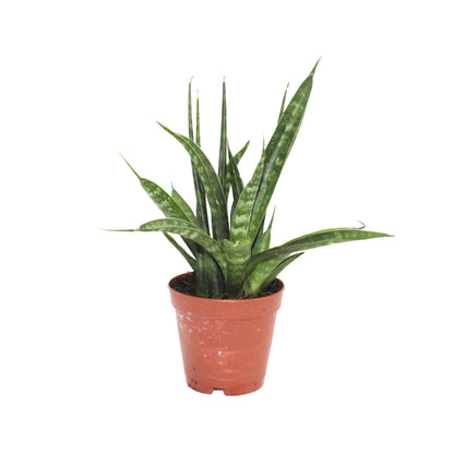 Sansevieria Fernwood