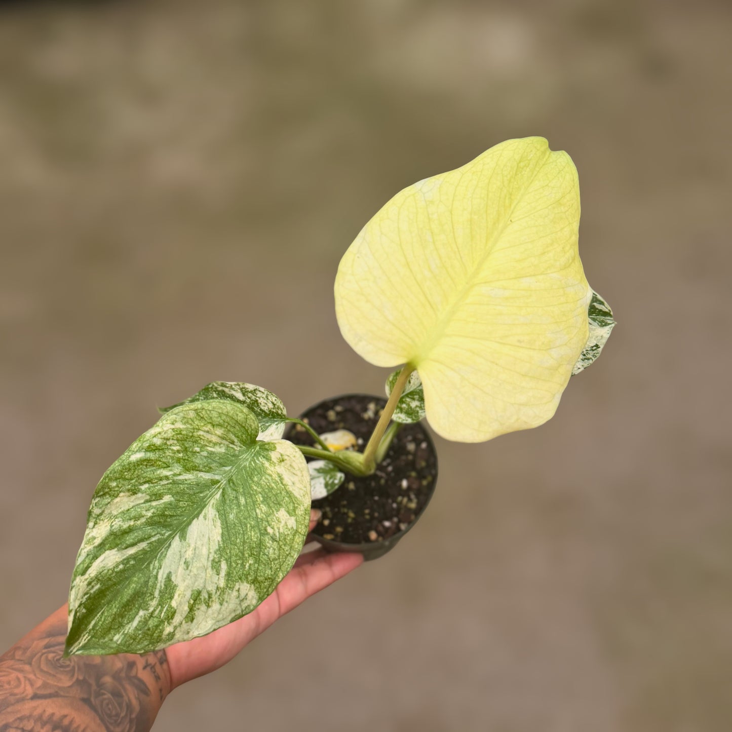 3.5" Monstera White Monster (High Variegation)