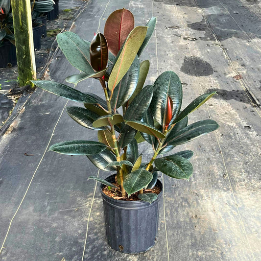 8" Ficus Burgundy