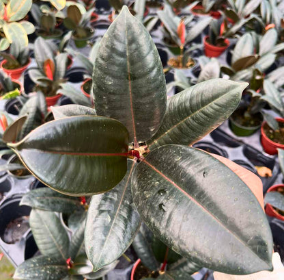 4" Ficus Burgundy
