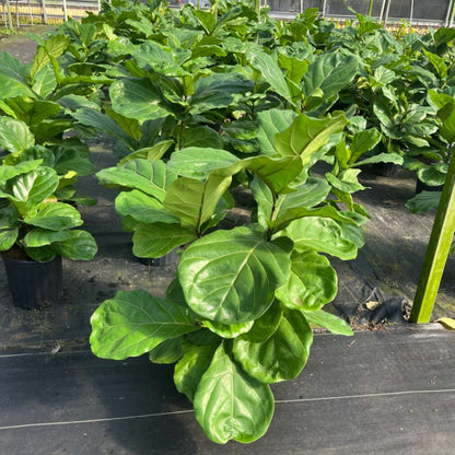 8" Ficus Lyrata