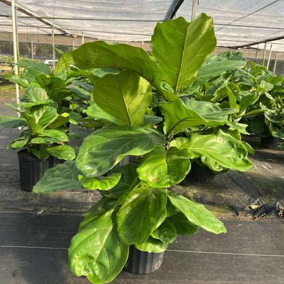 8" Ficus Lyrata