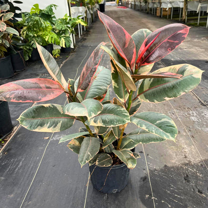 8" Ficus Ruby