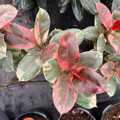 8" Ficus Ruby