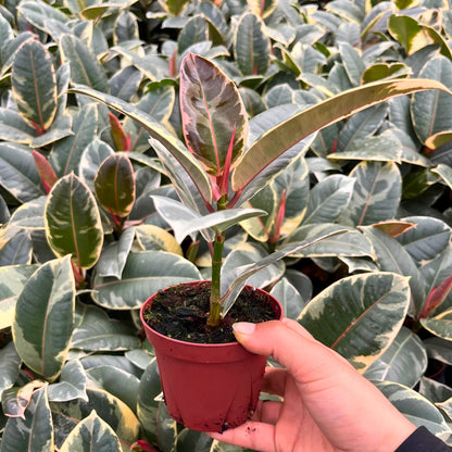 4" Ficus Tineke