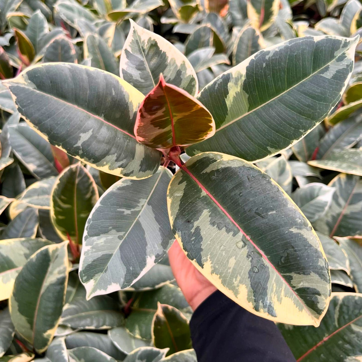 4" Ficus Tineke