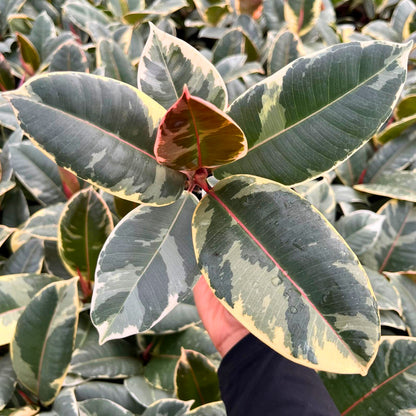 4" Ficus Tineke