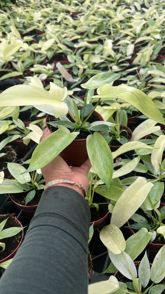 4'' Philodendron Florida Ghost Mint