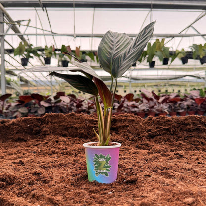 2” Calathea Beauty Star