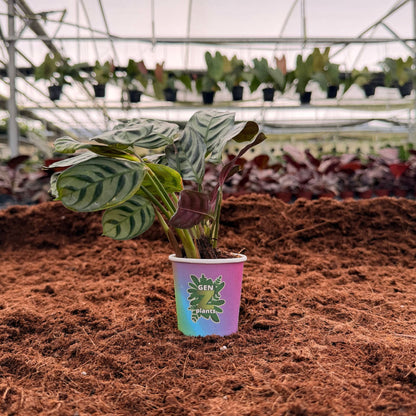 2” Calathea Burle Marx