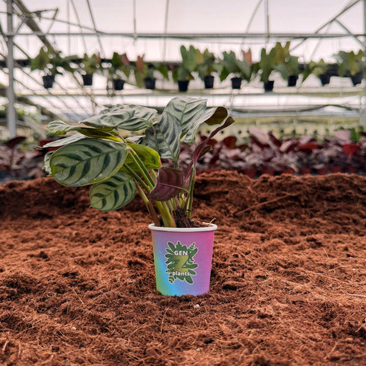 2” Calathea Burle Marx