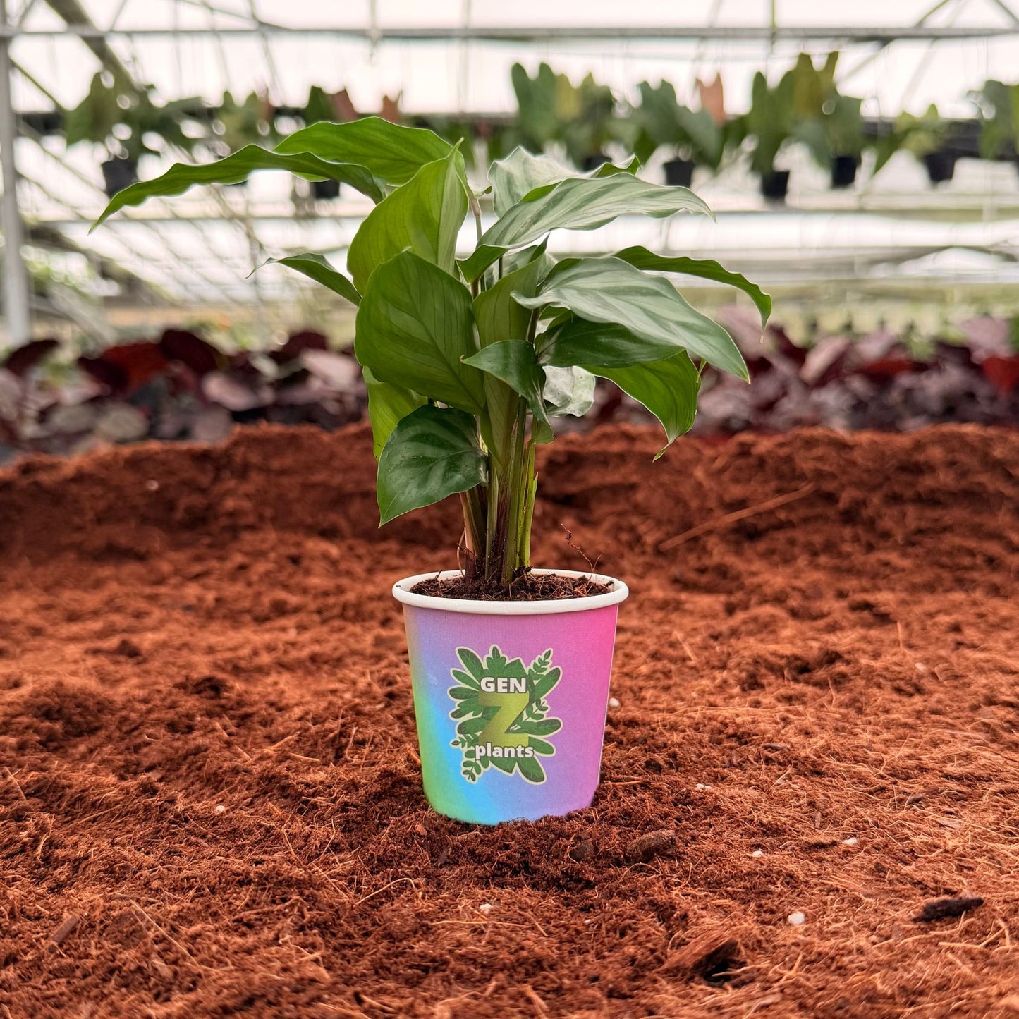 2” Calathea Freddie