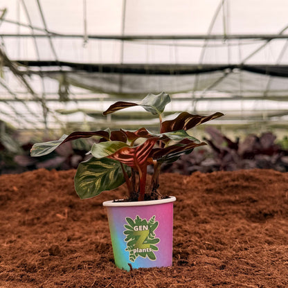 2” Calathea Makayona