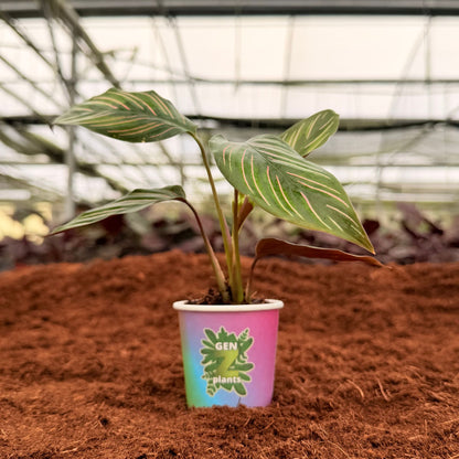 2” Calathea Ornata