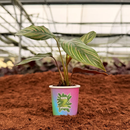 2” Calathea Ornata