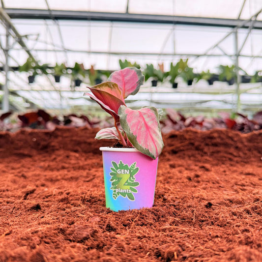2” Calathea Pale Rosy