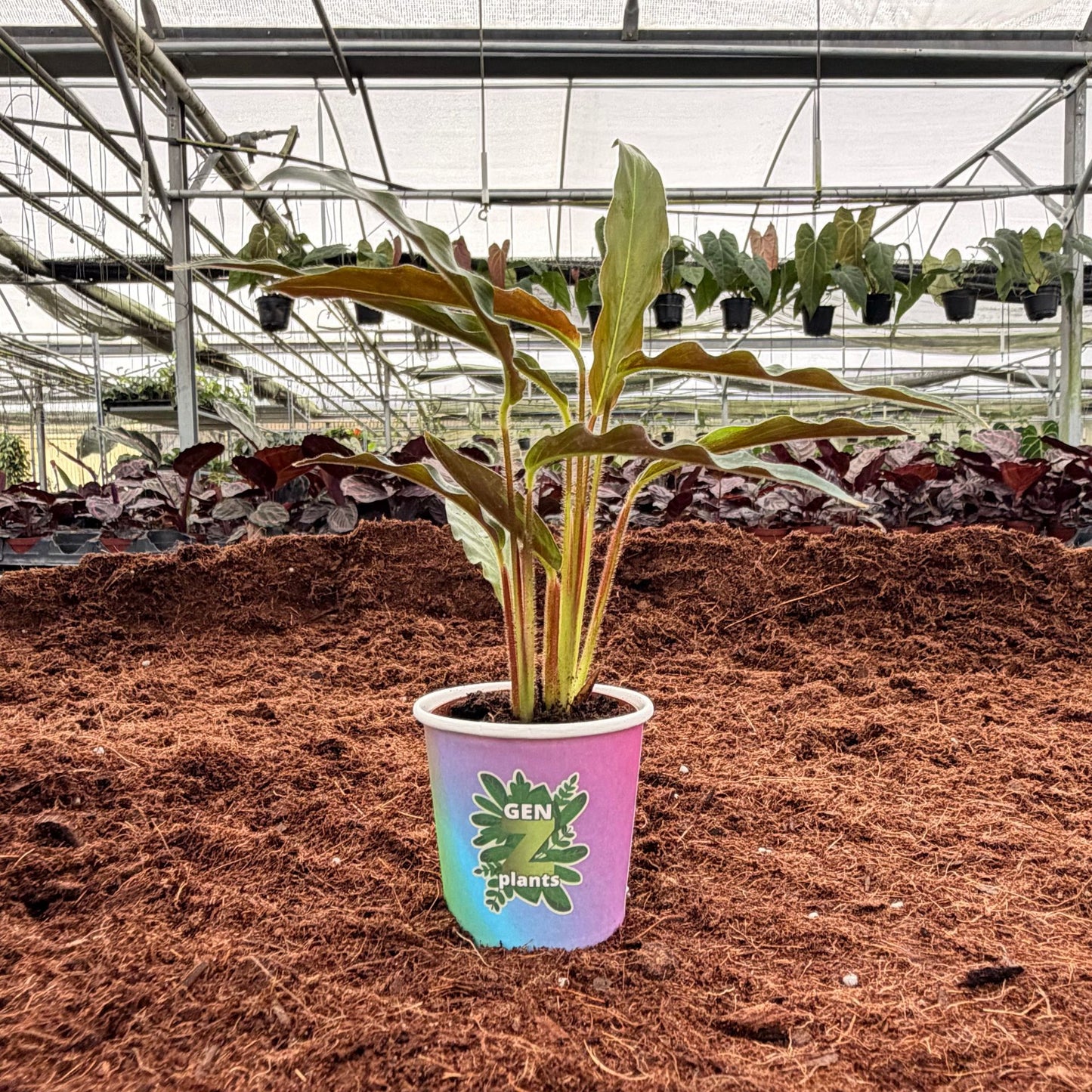 2” Calathea Rufibarba