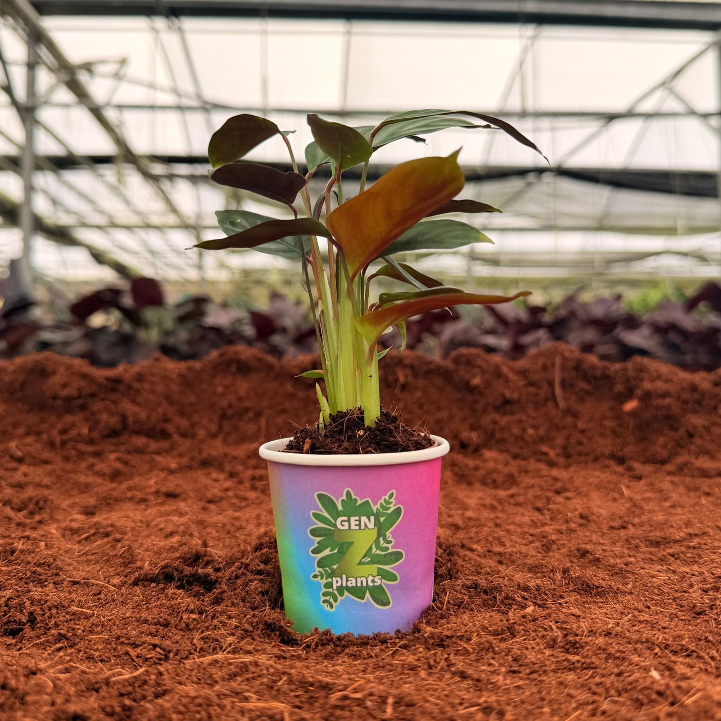 2” Calathea Silver Star