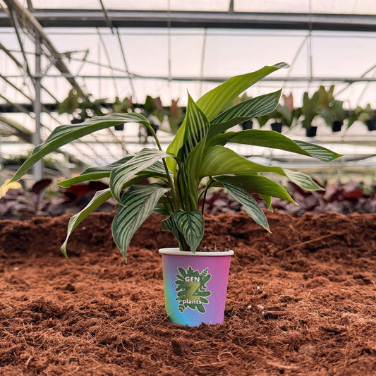 2” Calathea Vittata