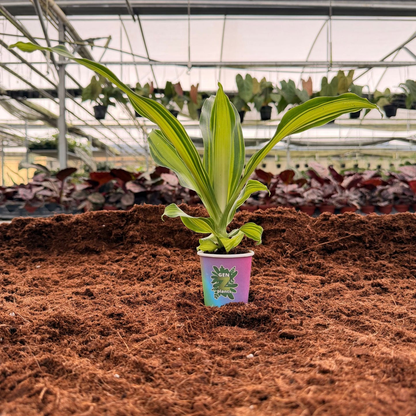 2” Dracaena Marley