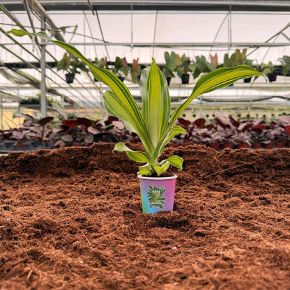 2” Dracaena Marley