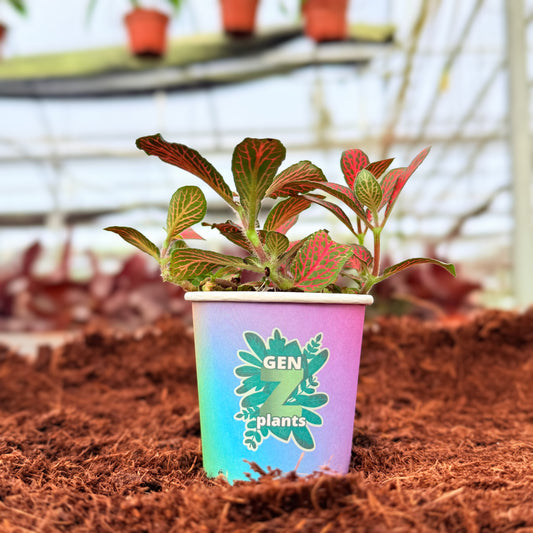 2" Fittonia Verschaffeltii 'Forest Flame'