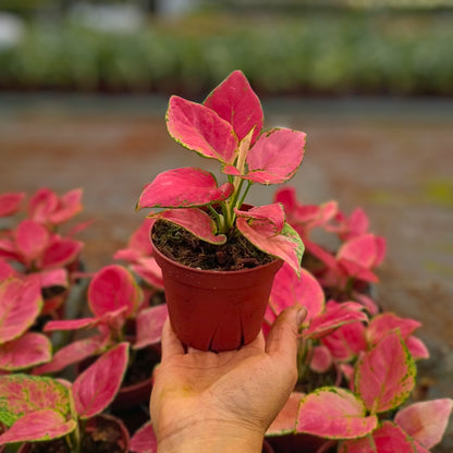4" Aglaonema Geely Red