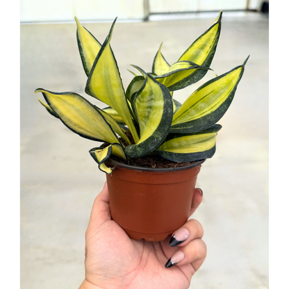 Sansevieria Hahnii Golden Wendy